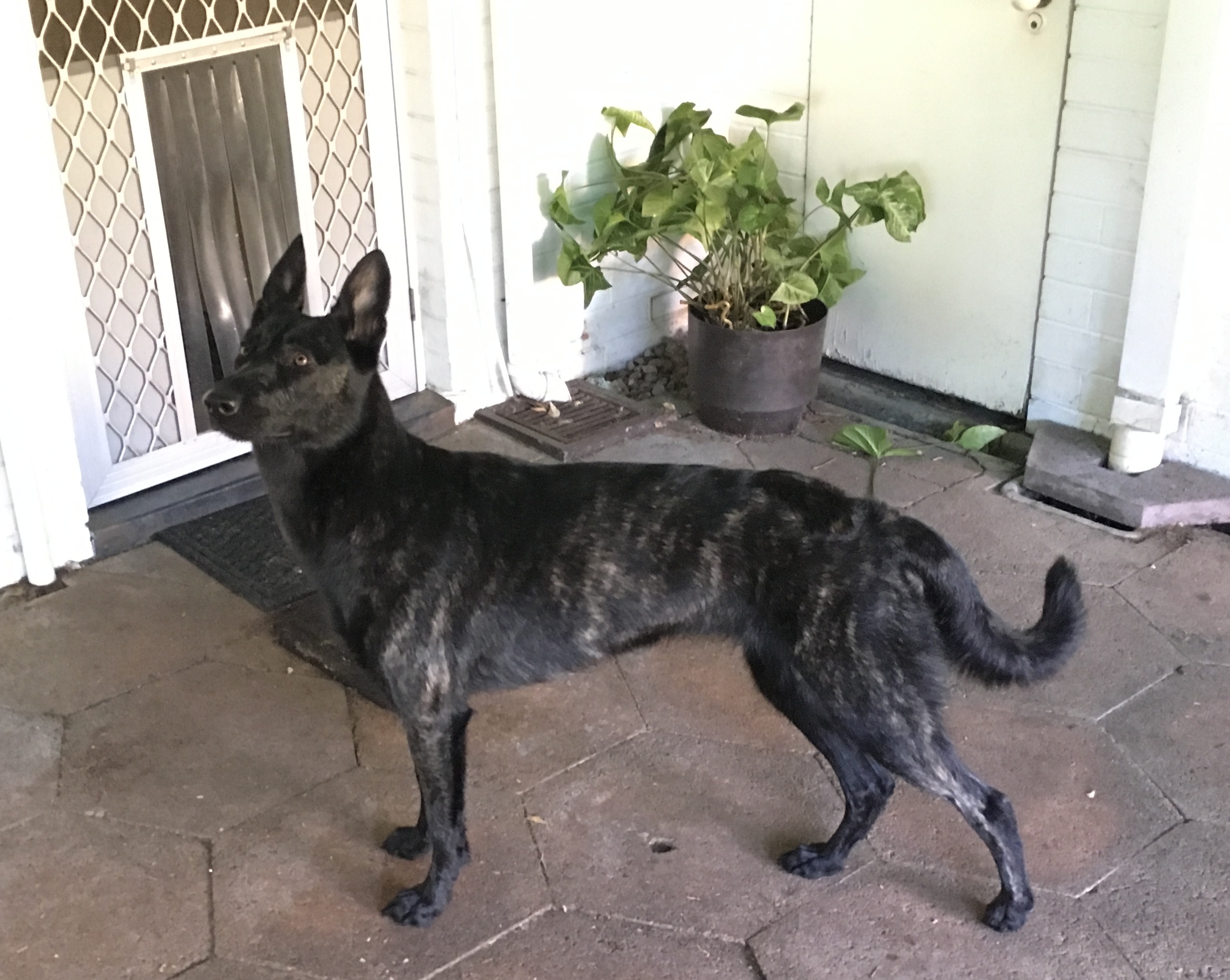 Doggydoor.jpg