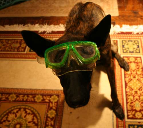sadie_goggles.jpg