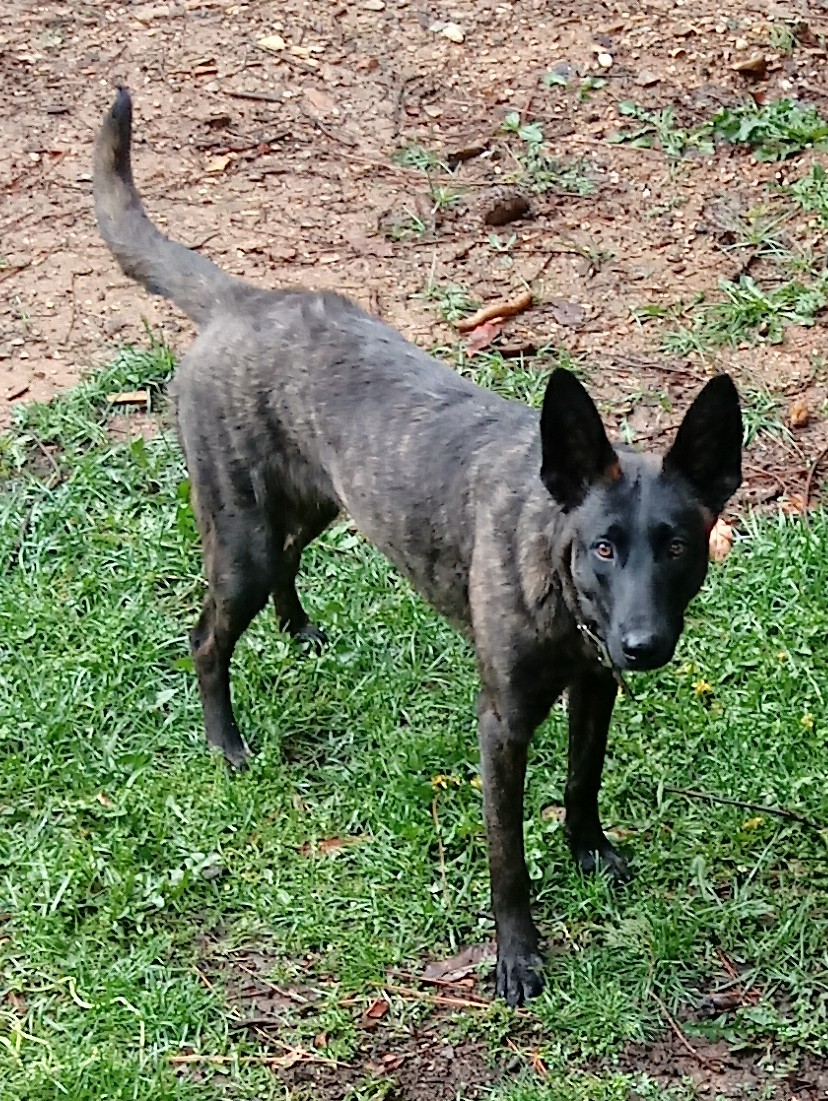 Serephina the alert 11 mo old puppy.jpg