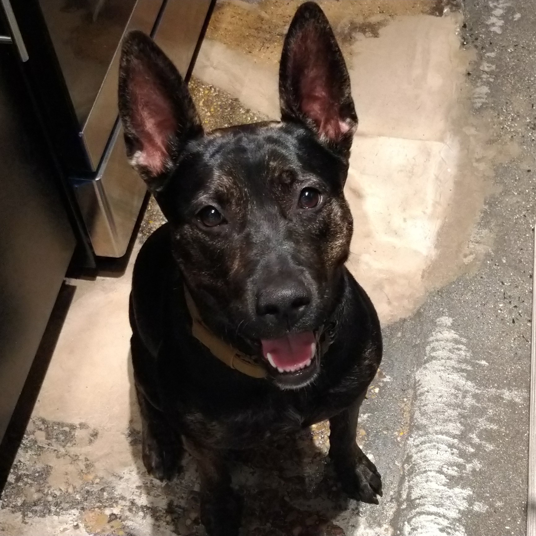 Domino