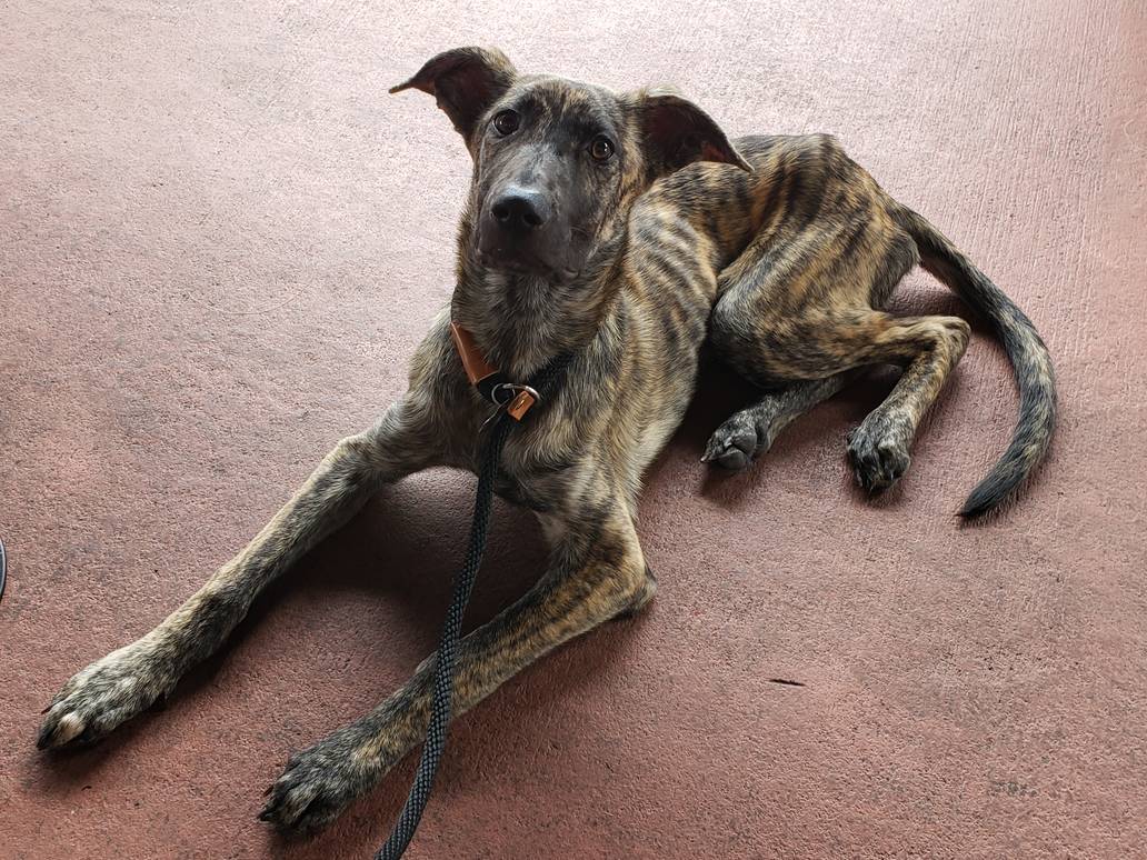 Condition at the time of adoption