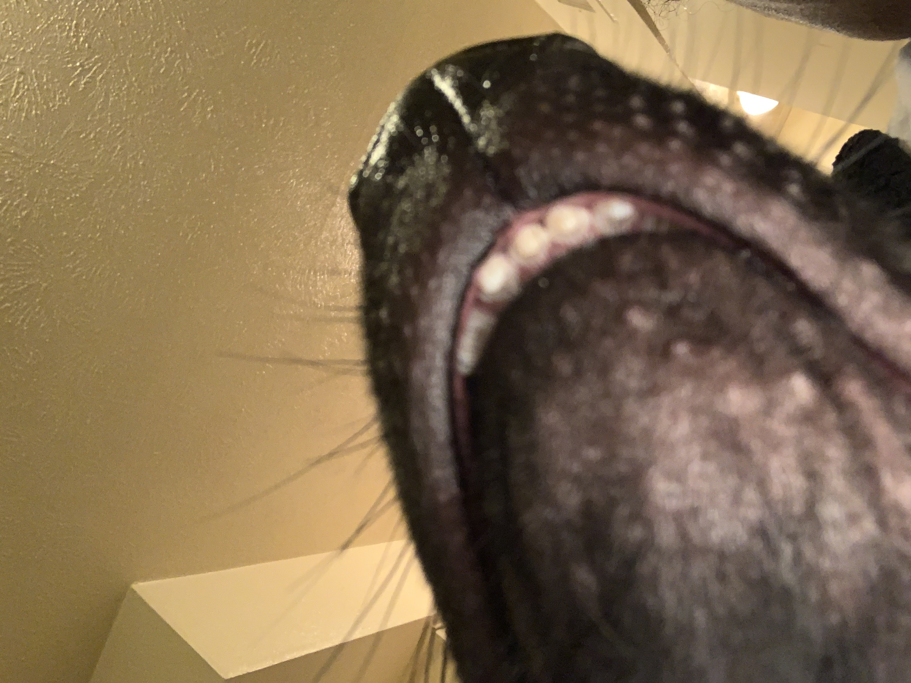 1F59CCA3-028C-4DDA-8D33-430E467B0523.jpeg