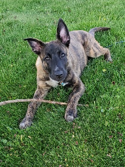 Mercy, 17 weeks. Loves being outside!