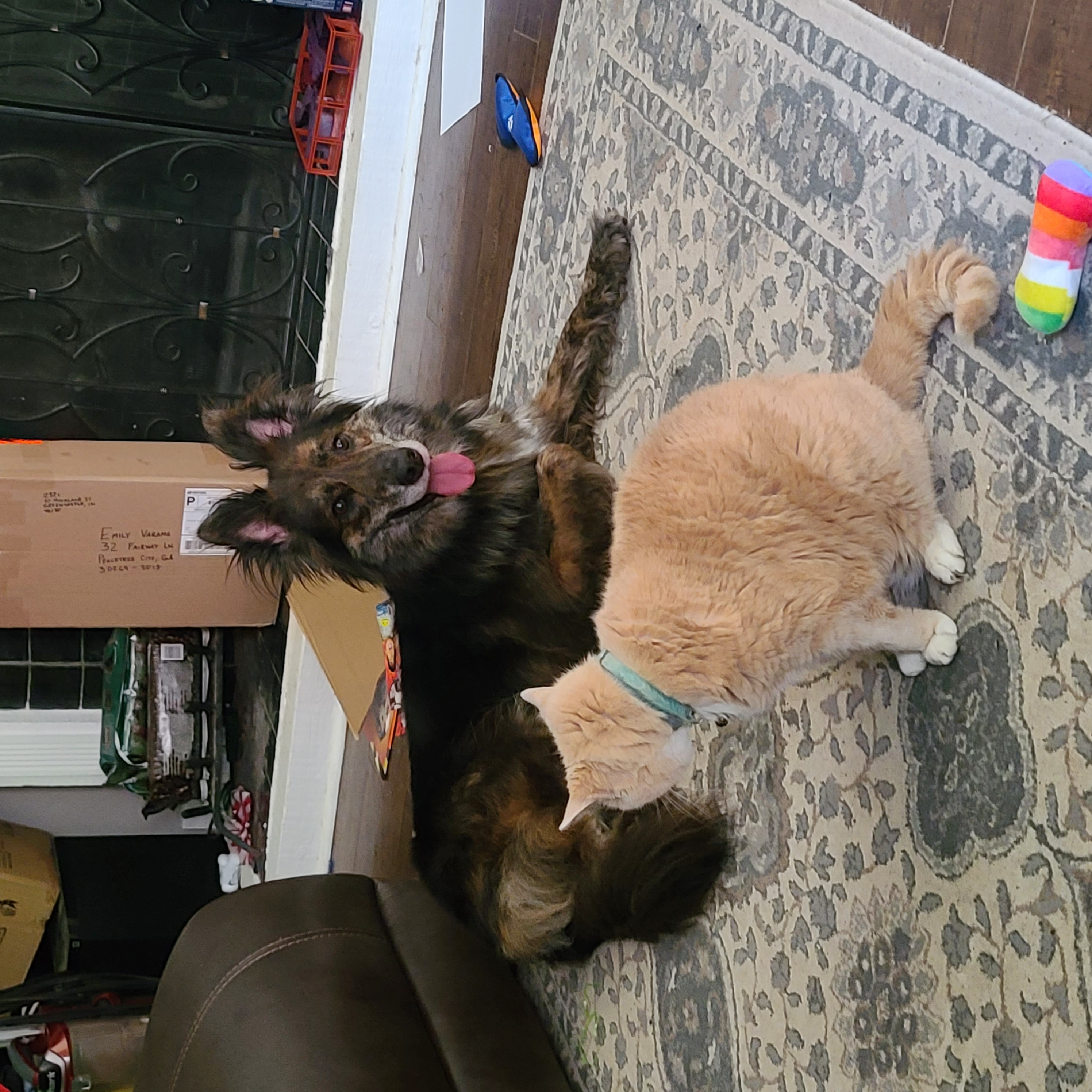 Size comparison with cat