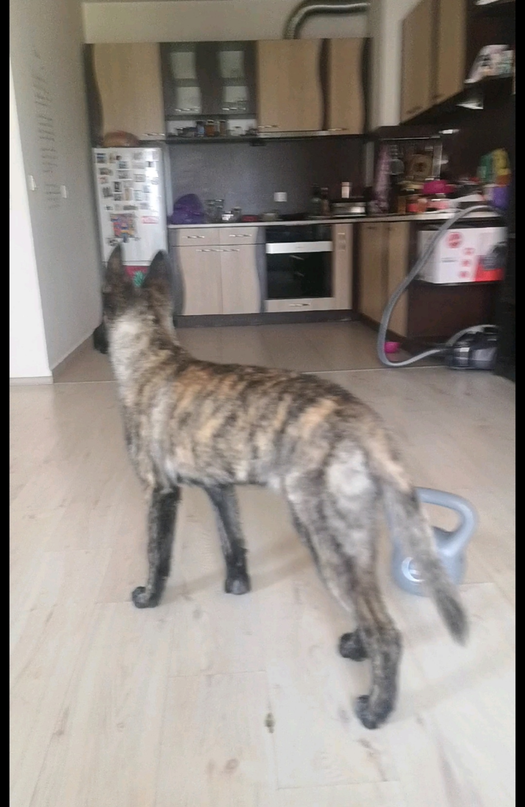 This is him now - almost 6 months.