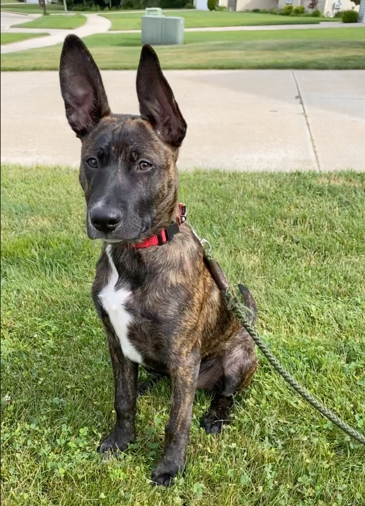 Gunner 3.5 months old