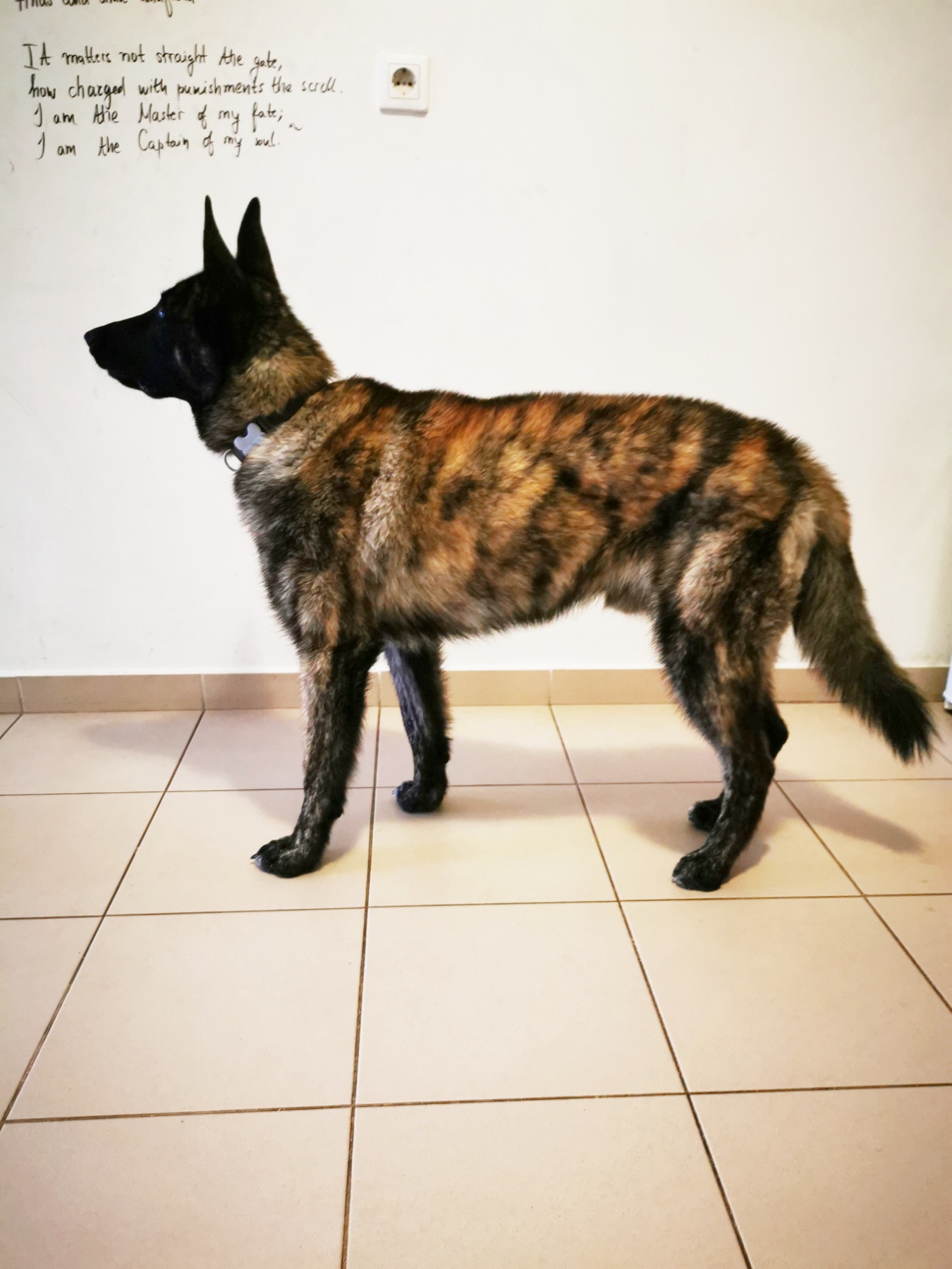 IMG-1f2edf4e8980ae3574c664323c5b245c-V-01.jpeg