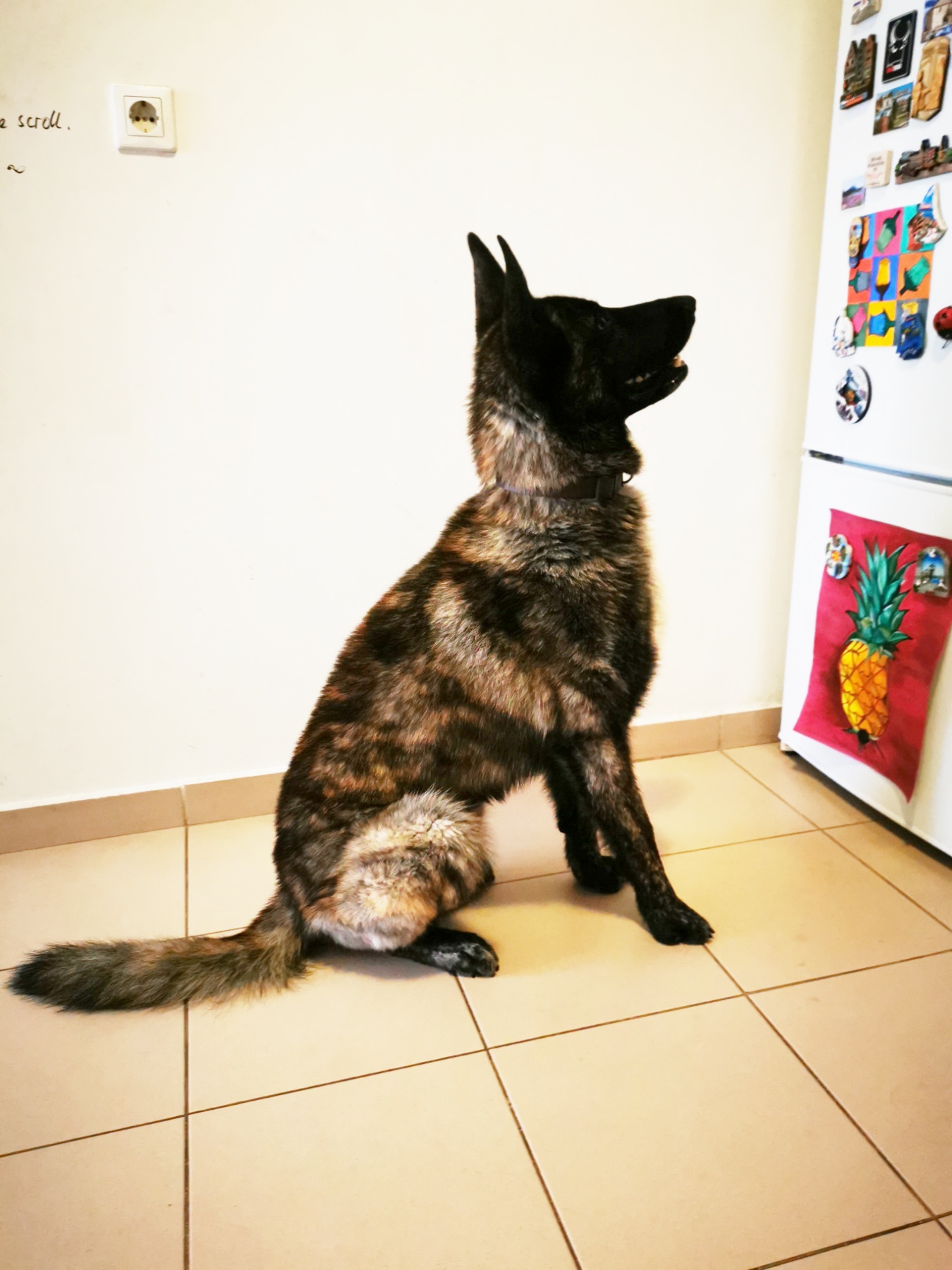 IMG-569928c9d4b0c9bdf06f2c2f08f11c6e-V-01.jpeg