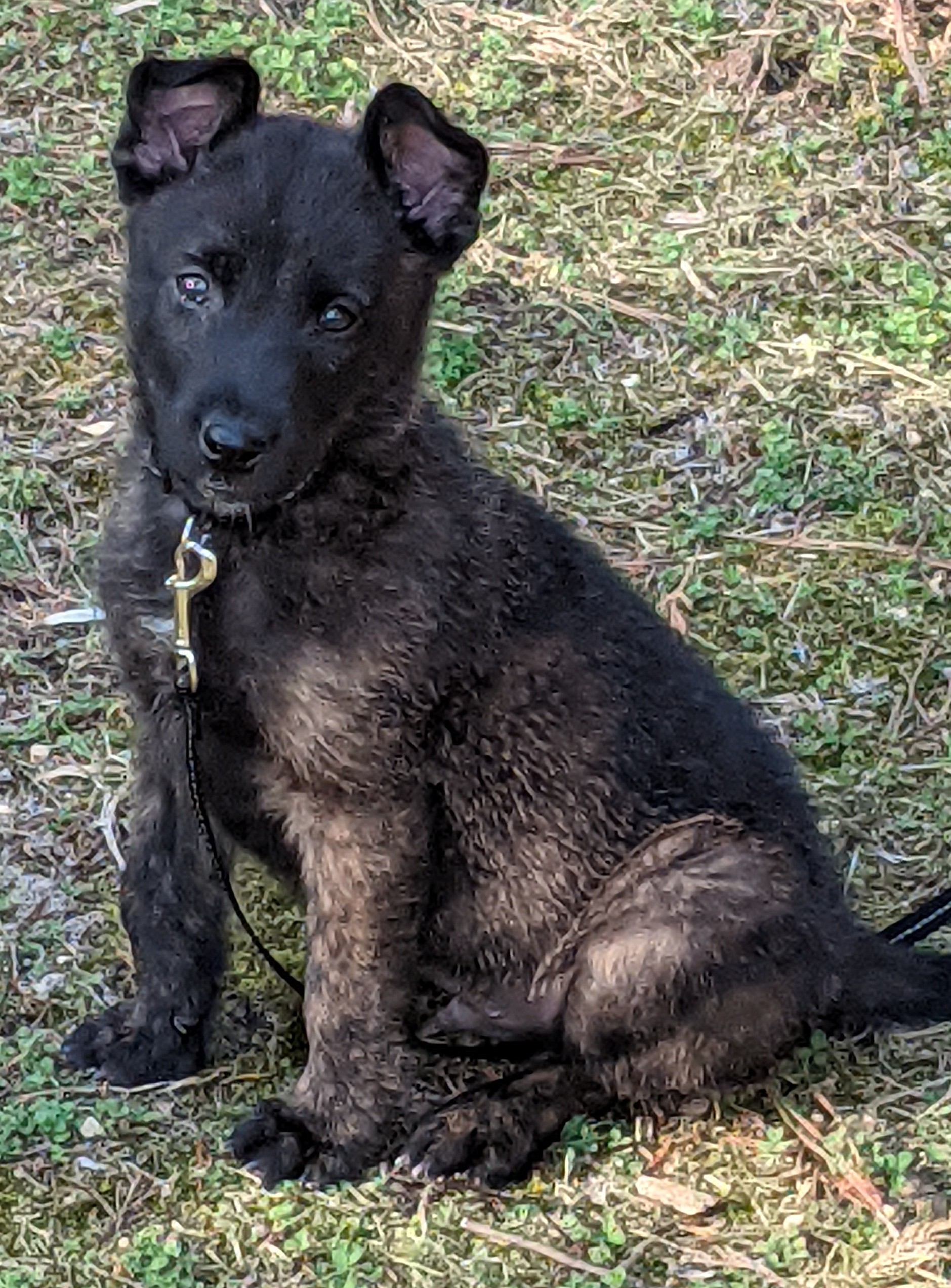 Josey 8 months.jpg