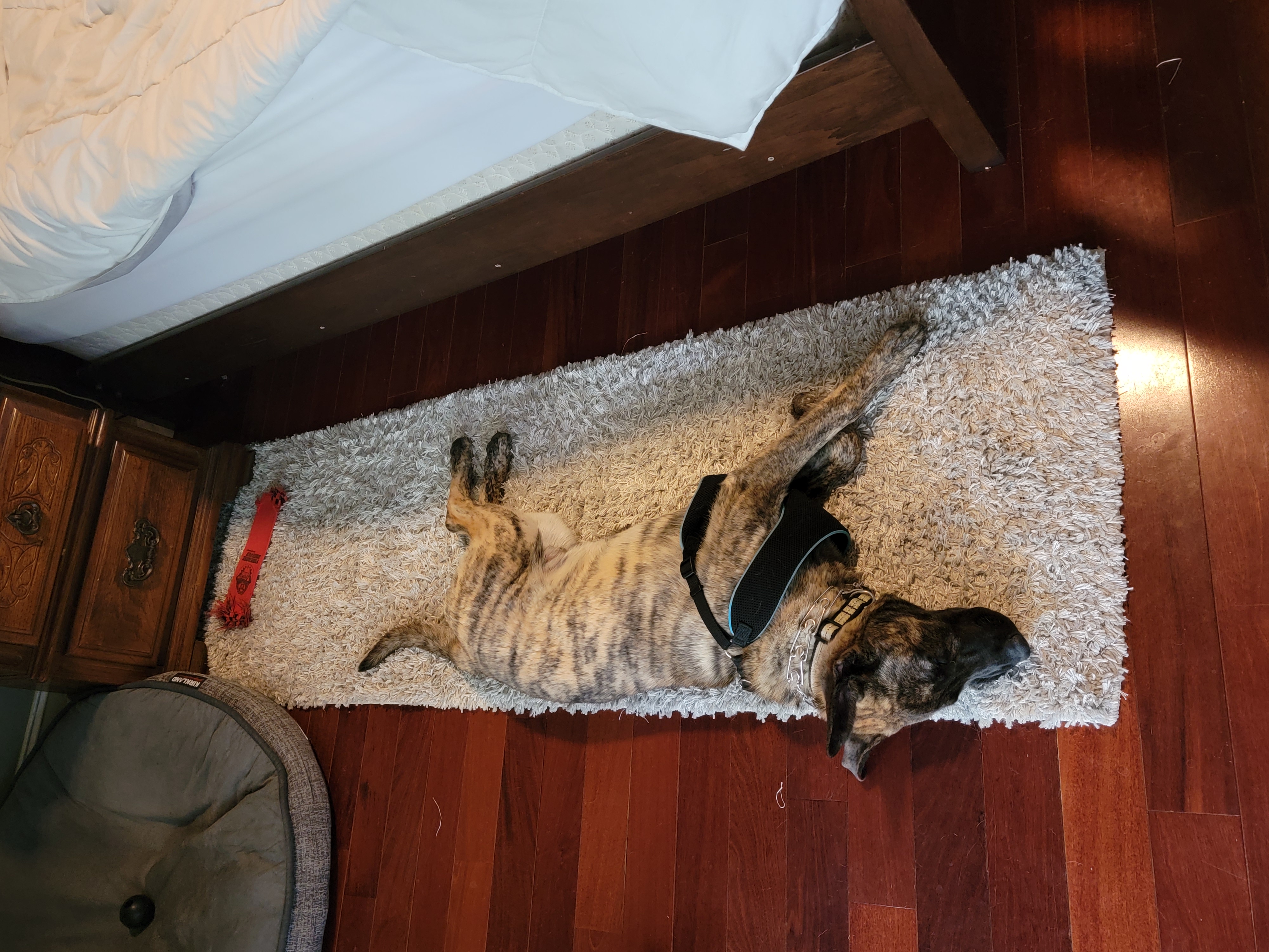 Graham stretched out so you can see his tiger stripes