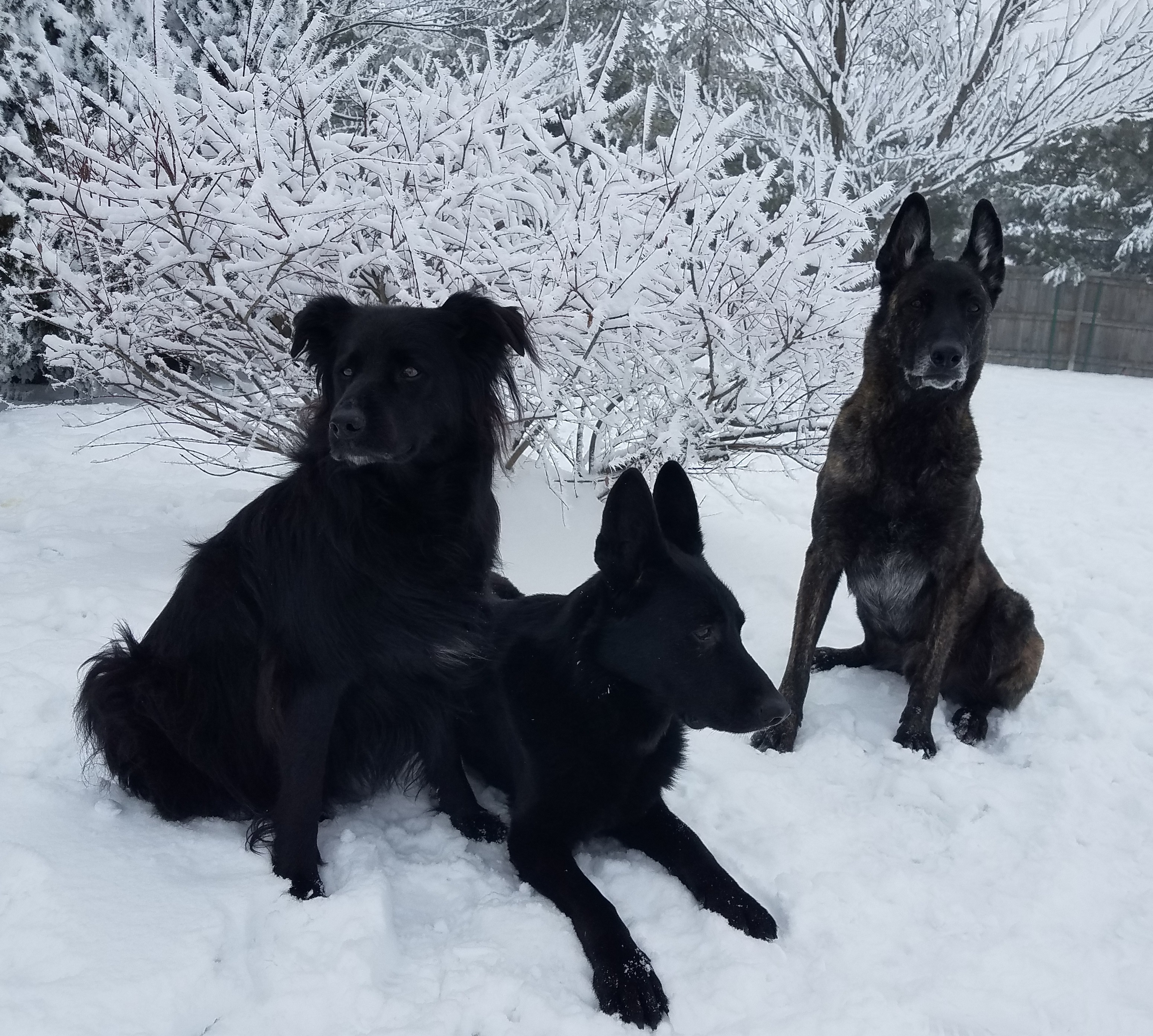 2021 winter dogs.jpg