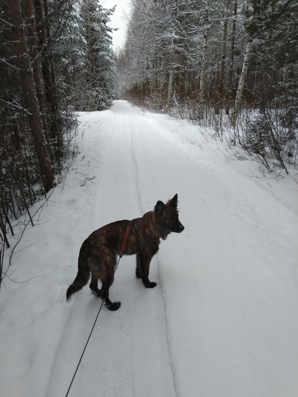 into_the_woods.jpg