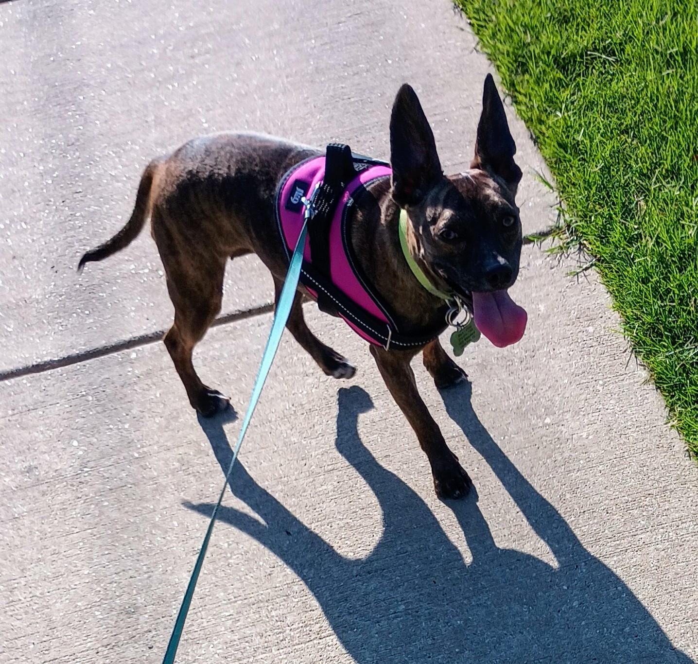 Fiona the Rescue Mutt
