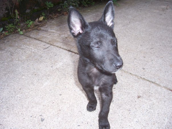 pup2.jpg