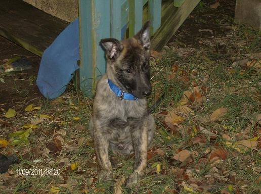 Merlins first day here, could barely even walk. Defintely no running.