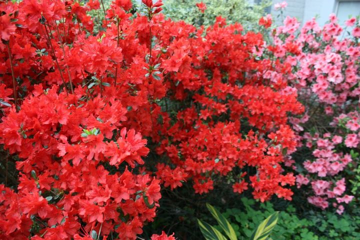Azaleas (rhodadendrums)