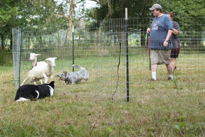 bindi.herding.jpg