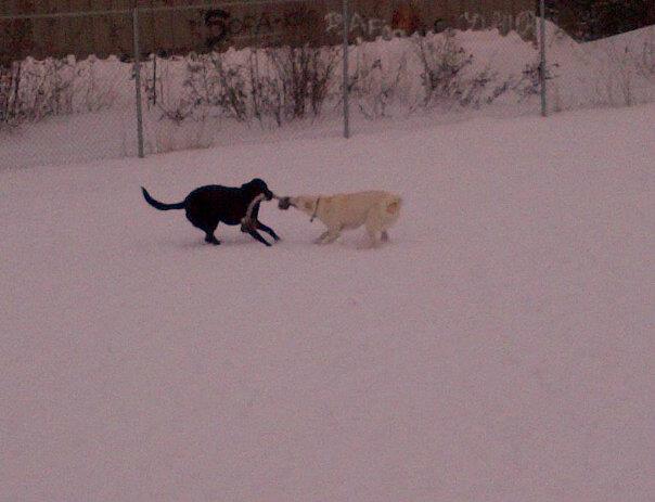 Halo's first tug game...she wouldn't tug with me though