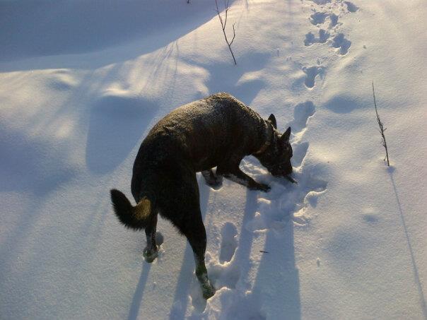 stick.jpg