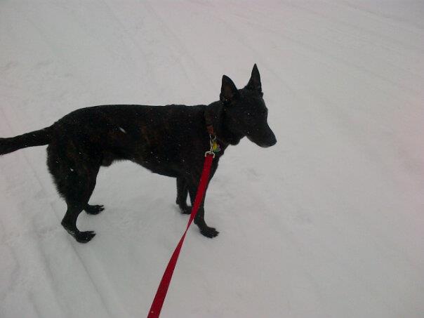 snowing.jpg